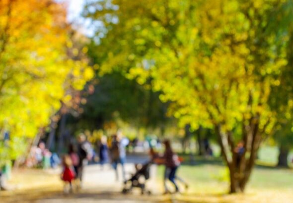 wysz--a-na-spacer-z-pieskami-ze-schroniska-w---odz-auto-5278